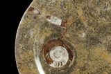Fossil Orthoceras & Goniatite Round Plate - Stoneware #140053-1